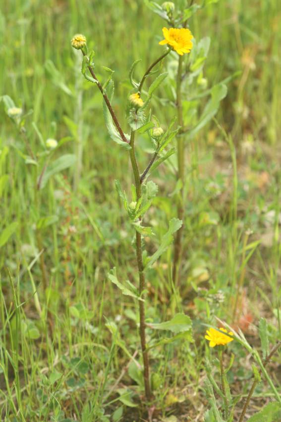 Coleostephus myconis? S